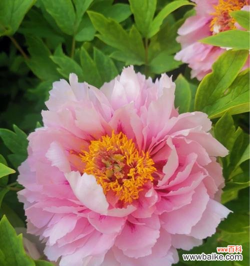 深入解读牡丹花的文化内涵与象征意义 牡丹花的寓意及象征意义