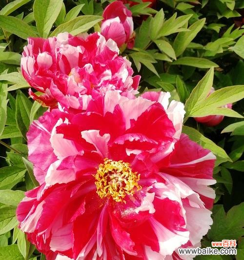 深入解读牡丹花的文化内涵与象征意义 牡丹花的寓意及象征意义