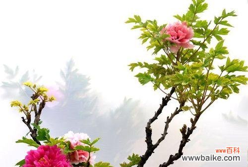 探索牡丹花语的深层内涵 牡丹花的象征与寓意