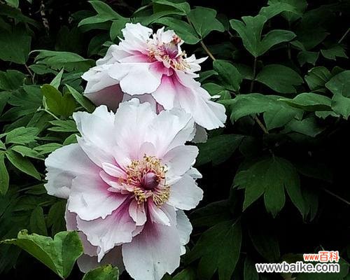 花开盛世,绽放璀璨 牡丹花