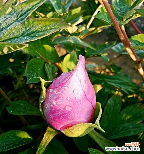 花开盛世,绽放璀璨 牡丹花