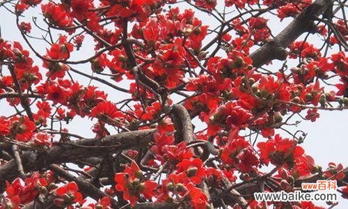 揭秘木棉花盛开的象征与意义 木棉花开，寓意何在