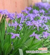 探索耐盐碱植物的逆境生存之道 耐盐碱植物