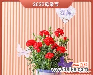 深入探究康乃馨的象征意义和男朋友送康乃馨所传递的情感 康乃馨的花语和男朋友送康乃馨的意义