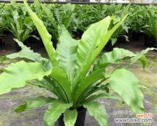 探寻鸟巢蕨的神秘传奇 鸟巢蕨的传说