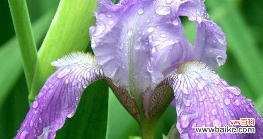 探索茑尾花的丰富寓意与文化传承 茑尾花花语