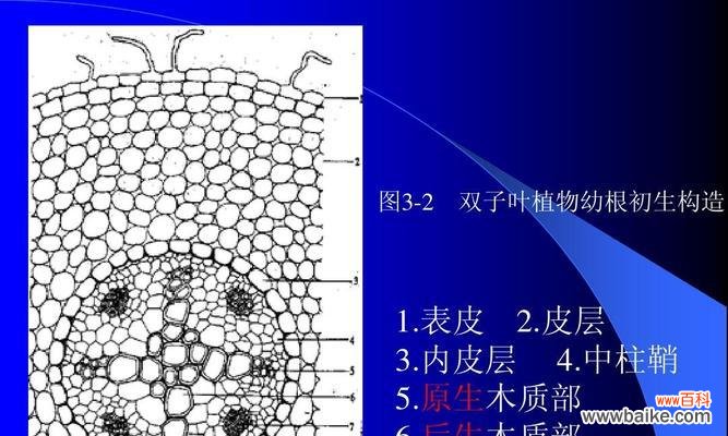 “原生”在植物学中指的是什么?