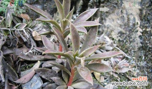 “原生”在植物学中指的是什么?