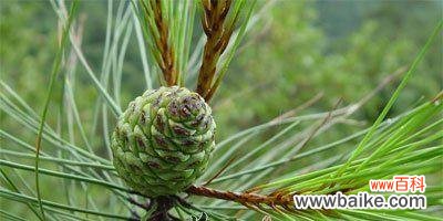 “原生”在植物学中指的是什么?