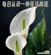 马蹄莲的花语有哪些负面影响？它通常在什么场合使用？