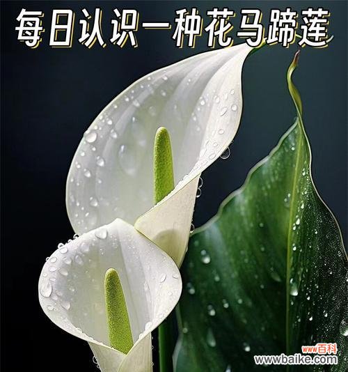 马蹄莲的花语有哪些负面影响？它通常在什么场合使用？