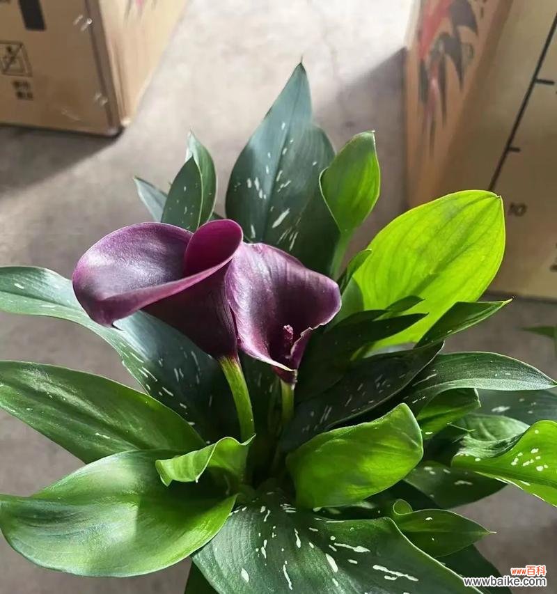 马蹄莲的花语有哪些负面影响？它通常在什么场合使用？