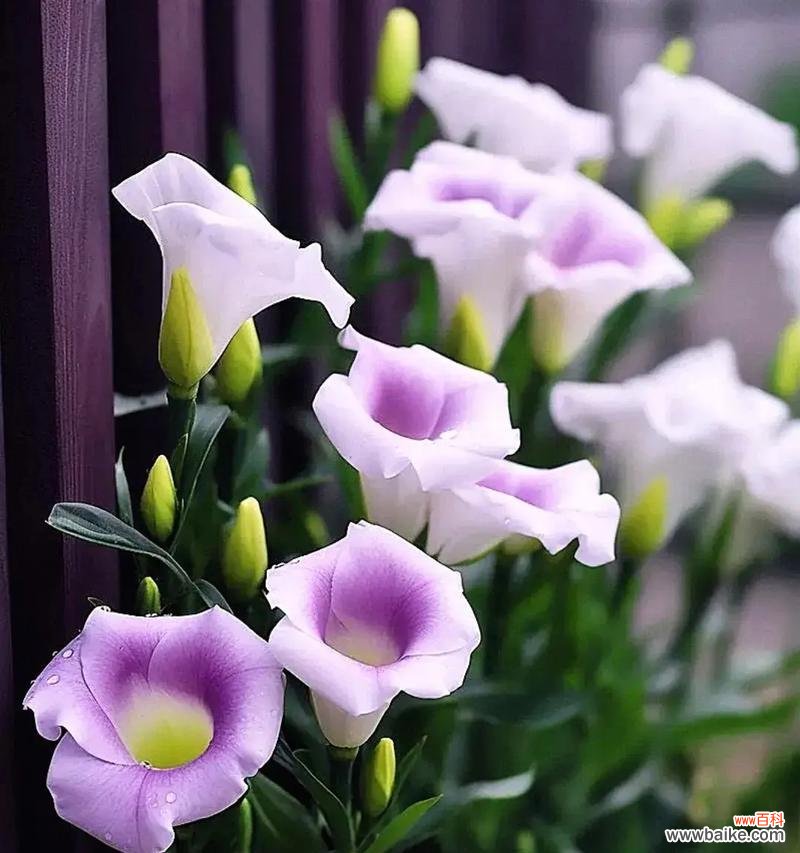 马蹄莲的花语有哪些负面影响？它通常在什么场合使用？