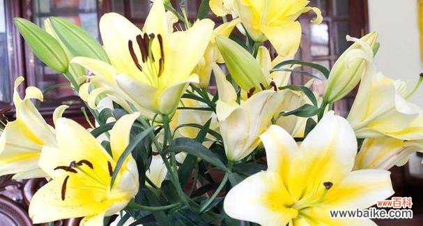 小百合的花语是什么？它在花卉语言中代表什么？