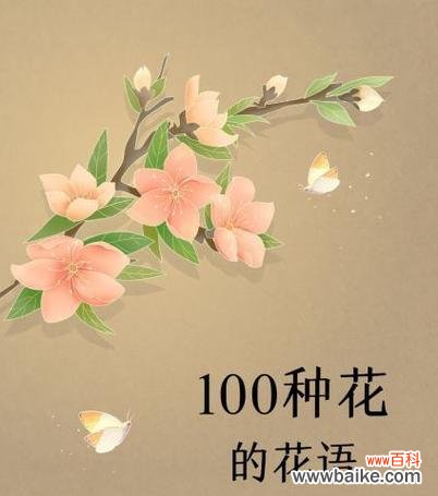小百合的花语是什么？它在花卉语言中代表什么？