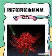 小百合的花语是什么？它在花卉语言中代表什么？