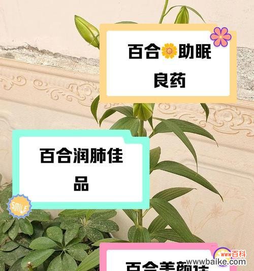 网络用语中百合加松针的含义是什么？