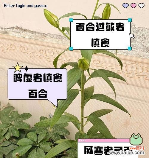 网络用语中百合加松针的含义是什么？