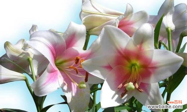 空谷百合花的寓意是什么？它在花语中象征着什么？