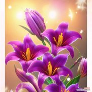 空谷百合花的寓意是什么？它在花语中象征着什么？