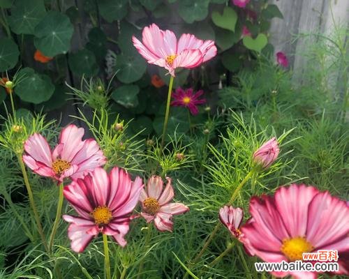 哪种花象征自由？