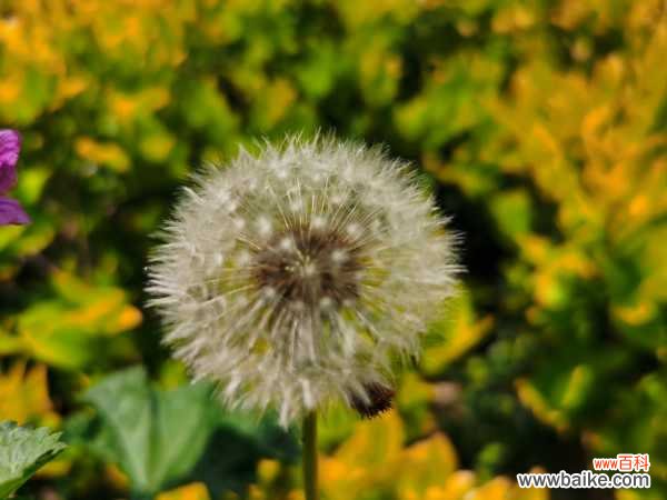 蒲公英像什么，什么样的蒲公英
