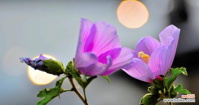 木槿花的寓意及其文化象征 木槿花