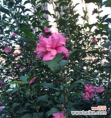 木槿花的寓意及其文化象征 木槿花