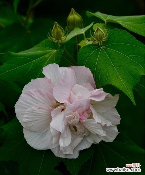 传说中的花中仙子，木芙蓉的神奇之旅 木芙蓉传说