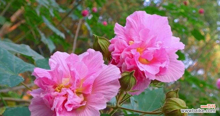 传说中的花中仙子，木芙蓉的神奇之旅 木芙蓉传说