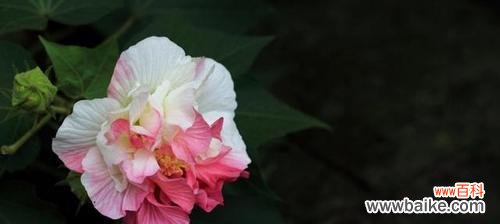 传说中的花中仙子，木芙蓉的神奇之旅 木芙蓉传说