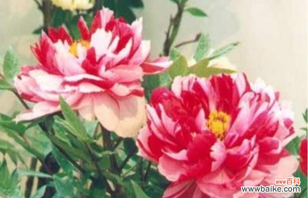 揭示牡丹花语的丰富内涵和历史渊源 牡丹花语