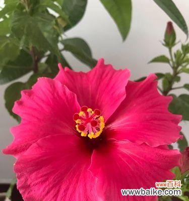 探索木槿花的神秘意义与人们心灵的共鸣 木槿花的花语和象征意义