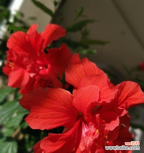 探索木槿花的神秘意义与人们心灵的共鸣 木槿花的花语和象征意义