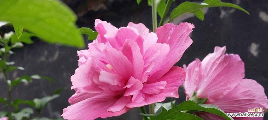 美丽的木槿花，寄托着众多传说与寓意 木槿花的传说与花语