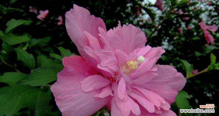 探索木槿花的深层意义,传达花朵的语言 木槿花的花语和寓意