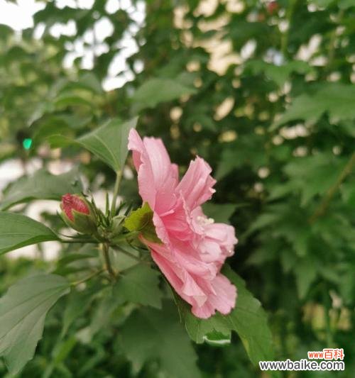 探索木槿花的深层意义,传达花朵的语言 木槿花的花语和寓意