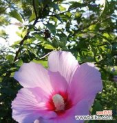 探索木槿花的深层意义，传达花朵的语言 木槿花的花语和寓意