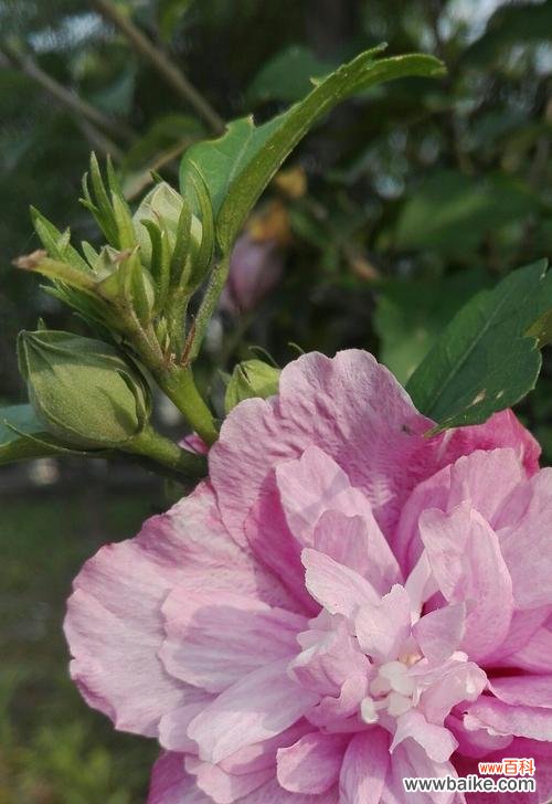 以木槿花为象征的品质和精神 木槿花的寓意——坚韧不拔