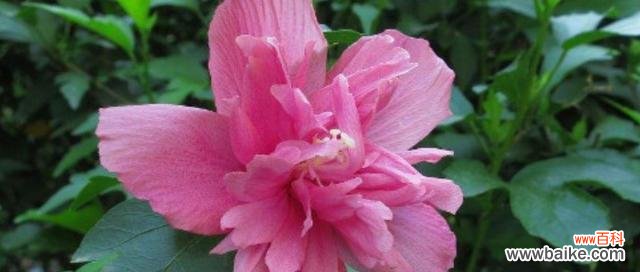 以木槿花为象征的品质和精神 木槿花的寓意——坚韧不拔