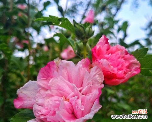 以木槿花为象征的品质和精神 木槿花的寓意——坚韧不拔