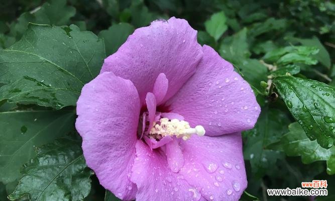 探索木槿花的文化内涵与美学价值 木槿花的寓意与象征意义