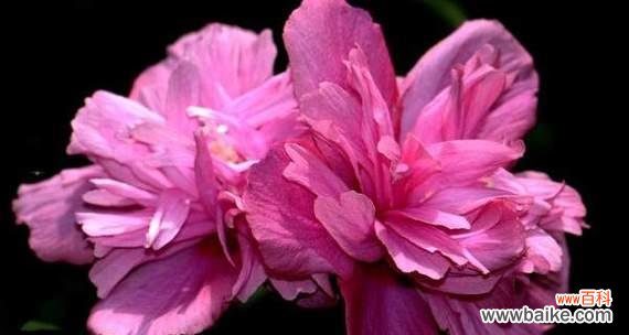 解读木槿花的美丽与寓意 木槿花语的含义与象征