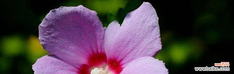 解读木槿花的美丽与寓意 木槿花语的含义与象征