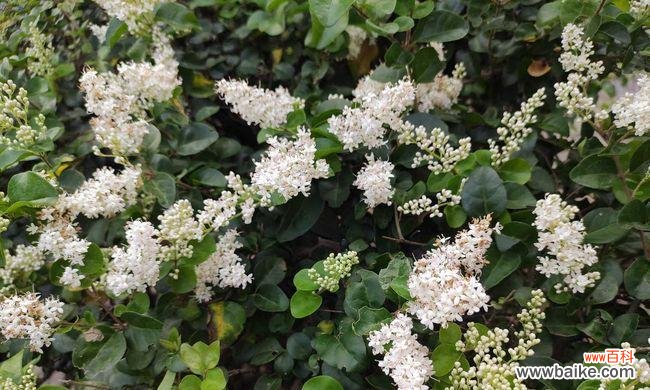 探寻女贞花的深意与传承 女贞花花语之美