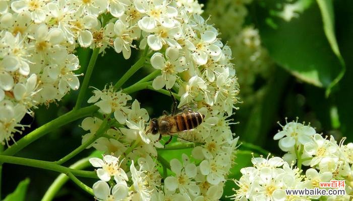 传递坚贞爱情的女贞花语 女贞花——爱情的守护者