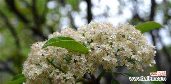 探索女贞子花语的深层含义 女贞子的花语