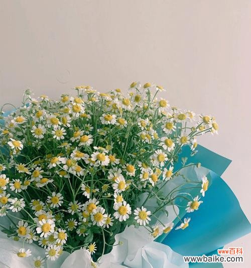 传递情谊 朋友间赠花的含义与选择