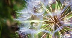以蒲公英为象征 蒲公英的爱情之舞