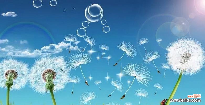 探寻蒲公英花语的美丽寓意 以蒲公英的花语为主题的文章